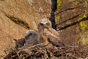 Bubo-virginianus;Great-Horned-Owl-Owl;Nest;Nesting-Bird;Oregon;Smith-Rock-State-